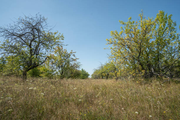 Blooming spring field with large oak tree