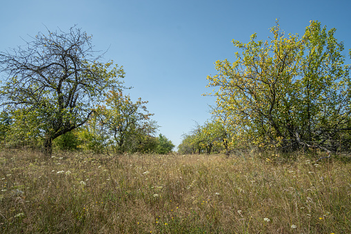 An abandoned apple orchard on a cloudless summer sunny day. Landscape.