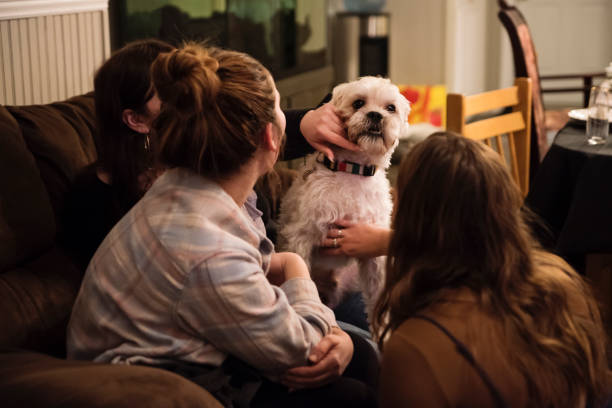 istock Three cousin cuddling a Schnug dog in living room. 1456891601