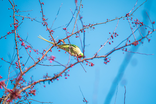 Migrating Ring-necked Parakeet eating wild fruit on tree branches in Eskisehir, in winter.