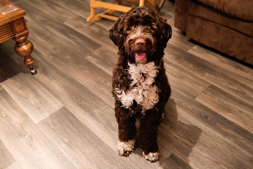 Portuguese water dog sitting in a living room looking at camera. Horizontal full length indoors shot with copy space. This was taken at the family chalet up north of Quebec, Canada.