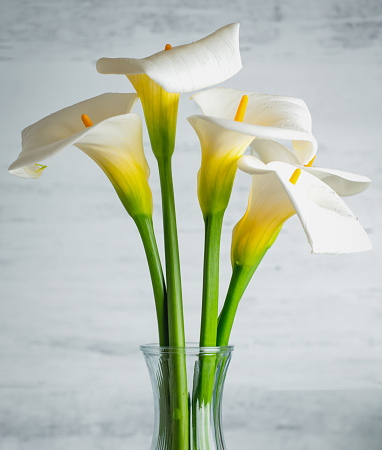 Beautiful bouquet of white calla lilies in a glass vase close-up