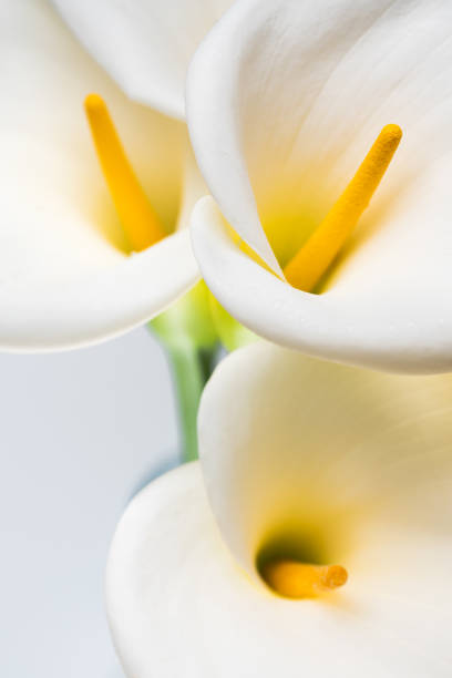 White Calla Lilies in full bloom. Greeting card, celebration, gift concept