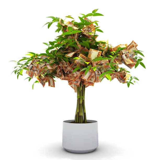 ガンビアのダラシの木。白い背景に木の上のお金の3dレンダリング。財務成長 - image branch leaf fruit ストックフォトと画像