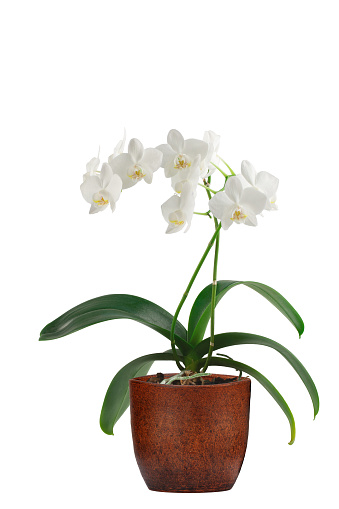 blooming orchid with white inflorescences and leaves in a clay pot, isolated on a white background