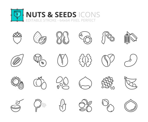 einfacher satz von gliederungssymbolen über nüsse und samen - pine nut nut seed vegan food stock-grafiken, -clipart, -cartoons und -symbole