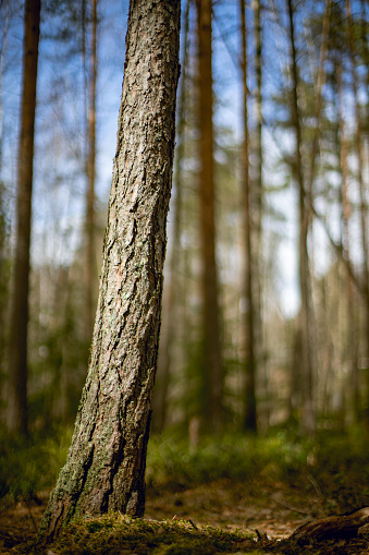 Selected focus on a pine tree trunk