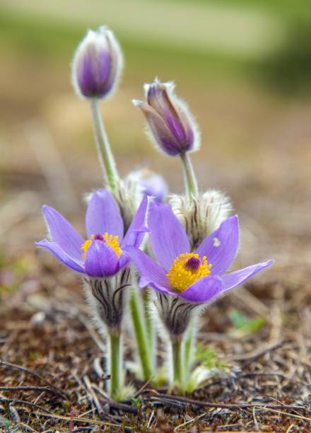 istock greater pasque flower pasqueflower pulsatilla grandis 1456898926