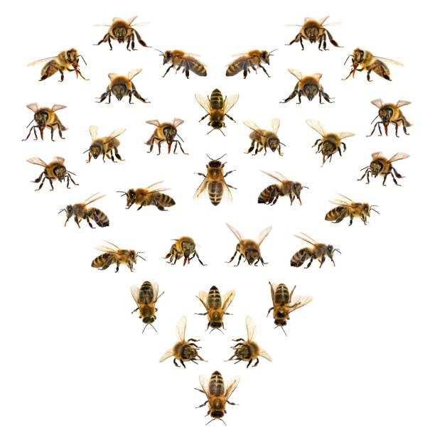Detailed view of working bees in a bee hive. Close up. Wooden beehive and bees.