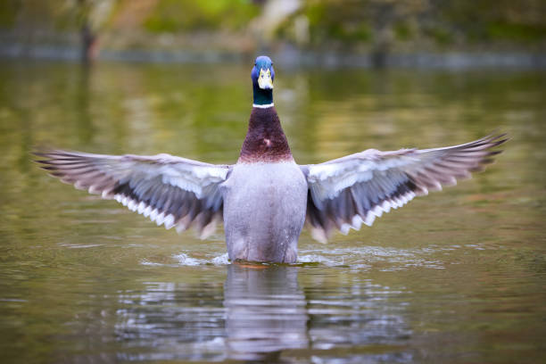 istock Mallard Male Duck splashing wings 1456899700
