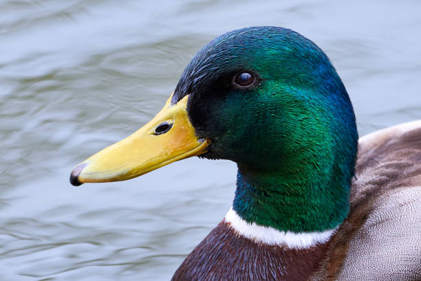 istock Mallard Male Duck head close-up 1456899701