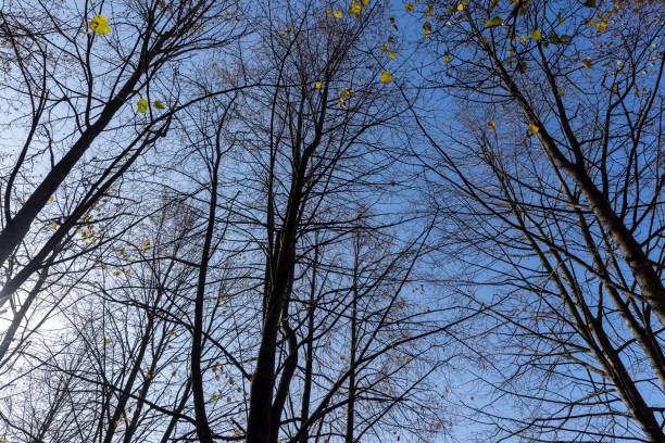 Branches of trees without foliage in mid-autumn, fallen leaves from trees in the forest