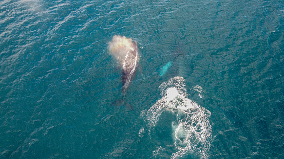 Whales swimming in Maui
