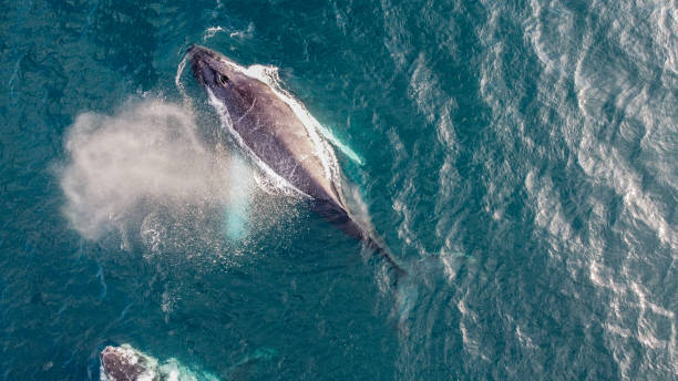 istock Maui Whales 1456902719