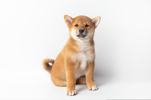 Cute portrait of Red-haired Japanese smiling cute puppy Shiba Inu Dog sitting on isolated white background, front view. Happy pet