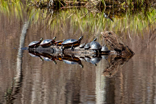 코네티컷의 통나무에 햇볕을 쬐는 페인트 거북이 그룹. - terrapin 뉴스 사진 이미지