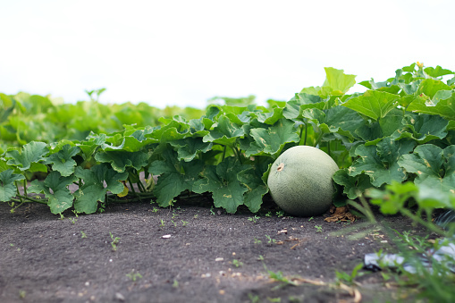 Melon still on the tree planted on the sand