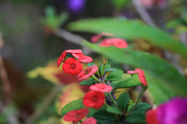 istock Euphorbia milii flowers 1456905775