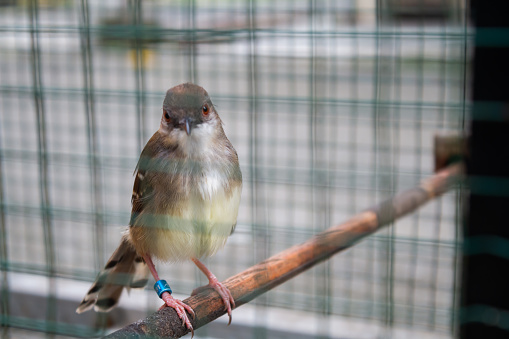 Prinia familiaris bird in a cage