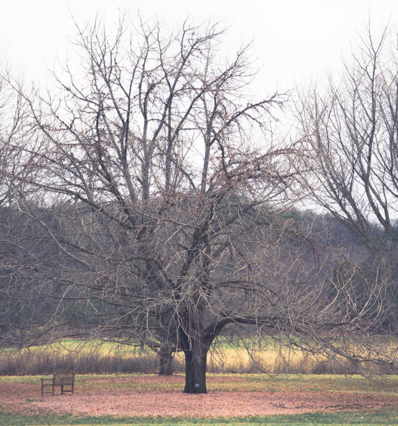 istock Ginko Biloba in Winter 1456906964