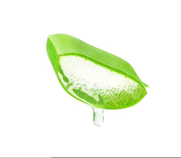 istock Aloe Vera leaf isolated on white background. 1456907554