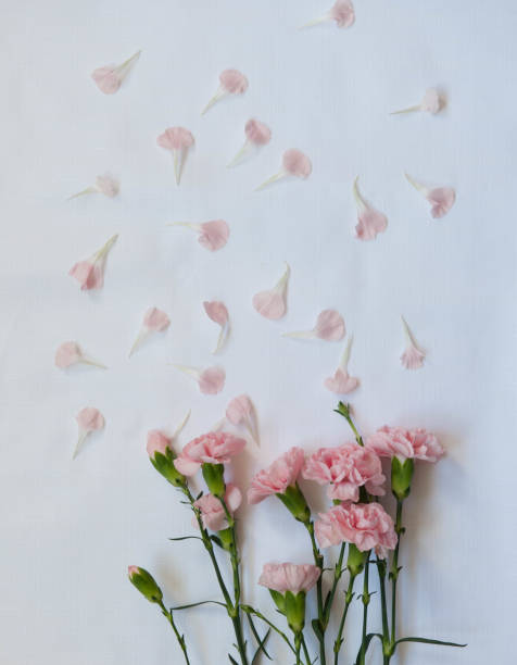 istock A pink carnation bouquet and petals isolated over white background 1456908232