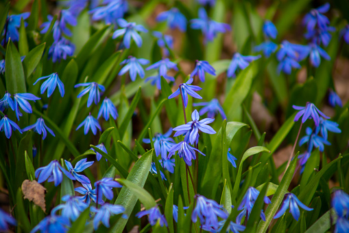 Close up of blue spring flowers.