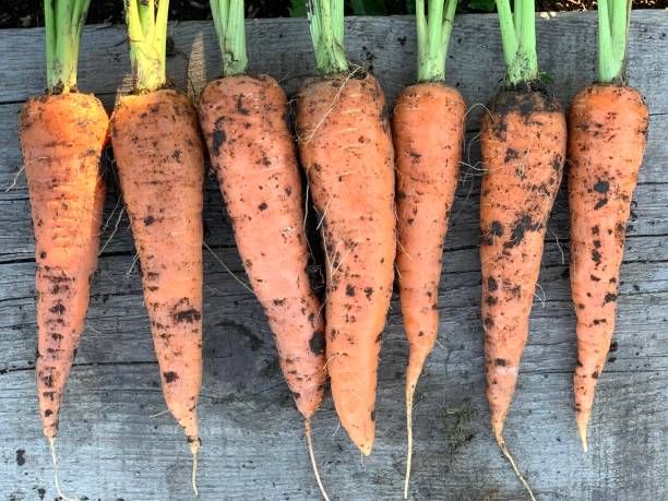 istock Fresh garden carrots 1456910282