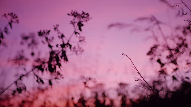Grass Flowers on the wind with the pink sky at the sunset