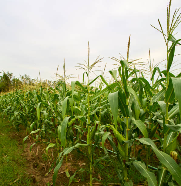 istock Green maize corn in an organic cornfield 1456913102