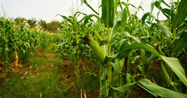 istock Green maize corn close up in an organic cornfield 1456913110