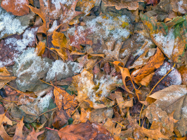 istock Autumn leaves in forest 1456914609
