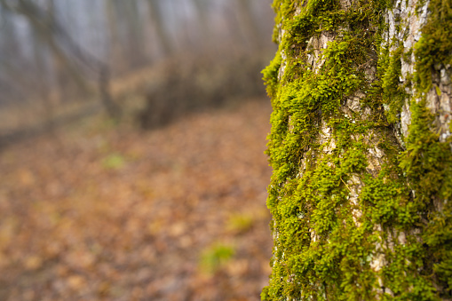 Mossy tree trunk in the forest