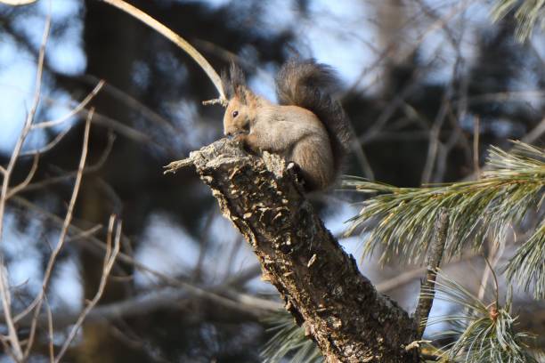 istock A winter-haired Hokkaido squirrel eating on a tree 1456916426