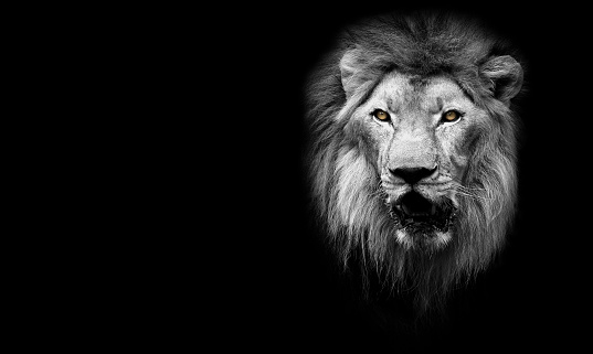 Lion King isolated on black, wildlife portrait. Lion face head ,mammal animal , black white wildlife perfect for poster and canvas
