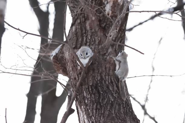 Siberian flying squirrel sitting on a branch stok fotoğrafı
