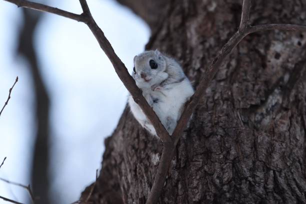 istock Siberian flying squirrel sitting on a branch 1456916631