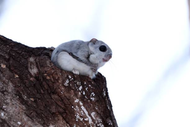istock Siberian flying squirrel sitting on a branch 1456916694