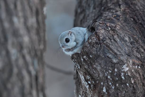 istock Siberian flying squirrel sitting on a branch 1456916788