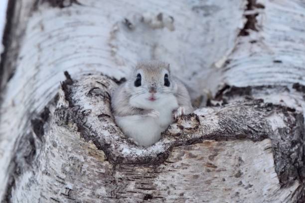 istock Siberian Flying Squirrel sitting in a burrow 1456916790