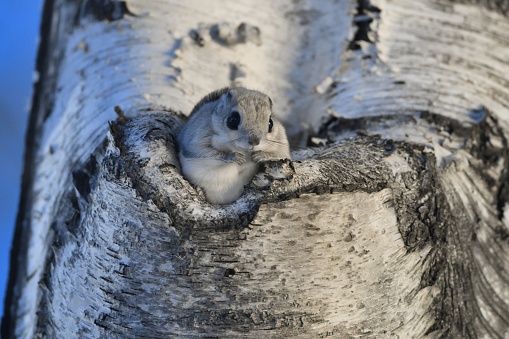 Siberian Flying Squirrel sitting in a burrow