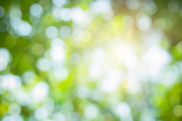istock Abstract green foliage and tree in jungle blur with sun light spring summer. Farming concept on plant forest and environment day of farmer organic building sunshine on leaf herb lush soft in ecology. 1456922735