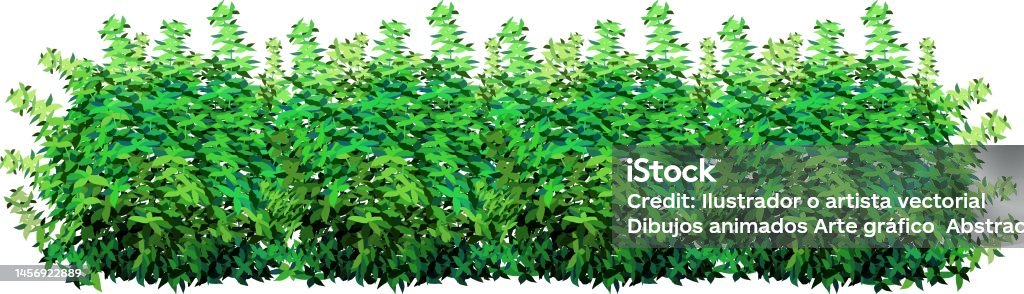 Boxwood Graphics Print Stock Illustration - Download Image Now - Boxwood, Branch - Plant ...
