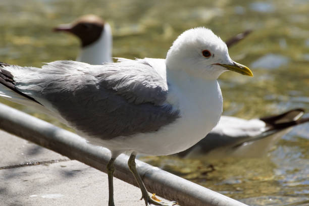 Seagull is flying on the sea.