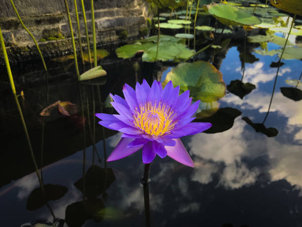 High Angle View Beautiful Purple Lotus Flower Blooming On The Water High Angle View Beautiful Purple Lotus Flower Blooming On The Water With The Reflection Of The Sky nymphaea stellata stock pictures, royalty-free photos & images