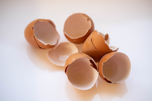egg shells on a white background