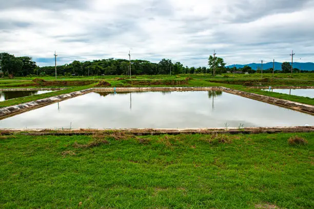 Photo of Fish pond beside Kwan Phayao lake