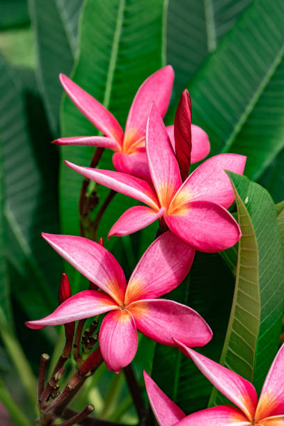 istock Pink plumeria flowers with natural background 1456930040