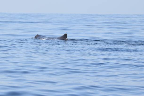 istock Sperm Whales in Dominica, West Indies 1456930707