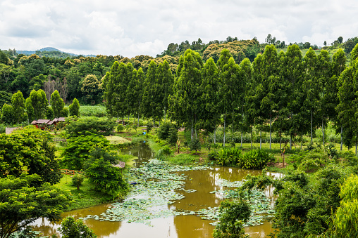 Fish pond with green view at Chiang Rai province, Thailand.
